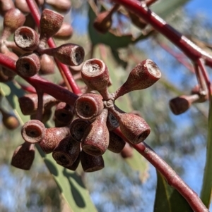 Eucalyptus sieberi at Currawang, NSW - 22 Jul 2021