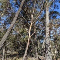 Eucalyptus sieberi at QPRC LGA - suppressed