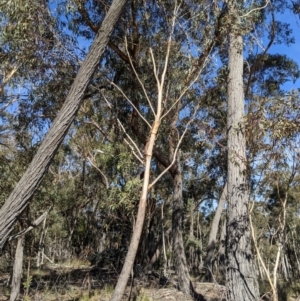 Eucalyptus sieberi at QPRC LGA - 22 Jul 2021