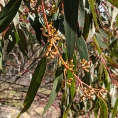 Eucalyptus sieberi at QPRC LGA - 22 Jul 2021