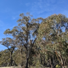 Eucalyptus sieberi at QPRC LGA - 22 Jul 2021