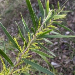 Acacia longifolia subsp. longifolia (Sydney Golden Wattle) at Nail Can Hill - 22 Jul 2021 by Darcy