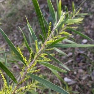 Acacia longifolia subsp. longifolia at Glenroy, NSW - 22 Jul 2021 01:43 PM