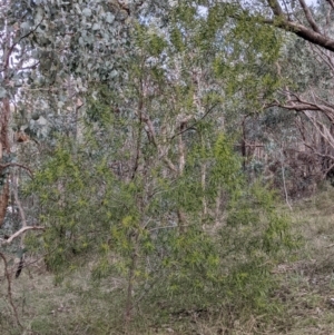 Acacia longifolia subsp. longifolia at Glenroy, NSW - 22 Jul 2021 01:43 PM