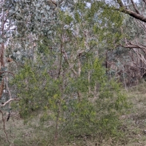 Acacia longifolia subsp. longifolia at Glenroy, NSW - 22 Jul 2021