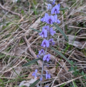 Hovea heterophylla at Glenroy, NSW - 22 Jul 2021 01:27 PM