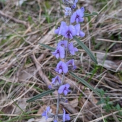 Hovea heterophylla at Glenroy, NSW - 22 Jul 2021 01:27 PM