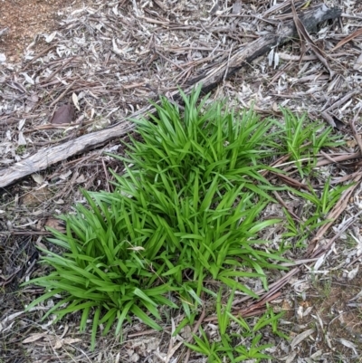 Agapanthus praecox subsp. orientalis (Agapanthus) at Nail Can Hill - 22 Jul 2021 by Darcy