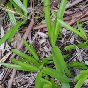 Agapanthus praecox subsp. orientalis at Glenroy, NSW - 22 Jul 2021