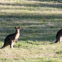 Macropus giganteus (Eastern Grey Kangaroo) at Albury - 21 Jul 2021 by PaulF