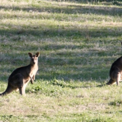Macropus giganteus (Eastern Grey Kangaroo) at Springdale Heights, NSW - 21 Jul 2021 by PaulF