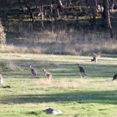 Macropus giganteus at Springdale Heights, NSW - 21 Jul 2021