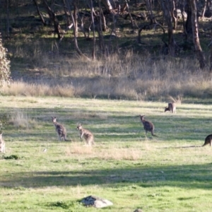 Macropus giganteus at Springdale Heights, NSW - 21 Jul 2021