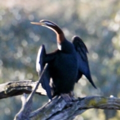 Anhinga novaehollandiae (Australasian Darter) at Springdale Heights, NSW - 21 Jul 2021 by PaulF