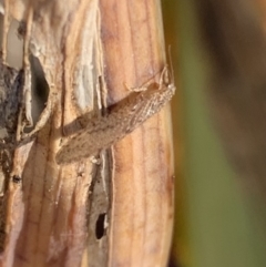 Micromus tasmaniae at Murrumbateman, NSW - 21 Jul 2021 03:11 PM