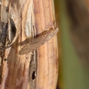 Micromus tasmaniae at Murrumbateman, NSW - 21 Jul 2021 03:11 PM