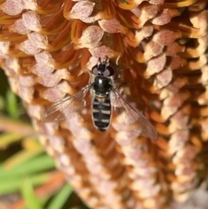 Syrphini (tribe) at Murrumbateman, NSW - 21 Jul 2021 12:07 PM