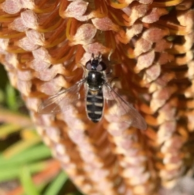 Syrphini sp. (tribe) (Unidentified syrphine hover fly) at Murrumbateman, NSW - 21 Jul 2021 by SimoneC