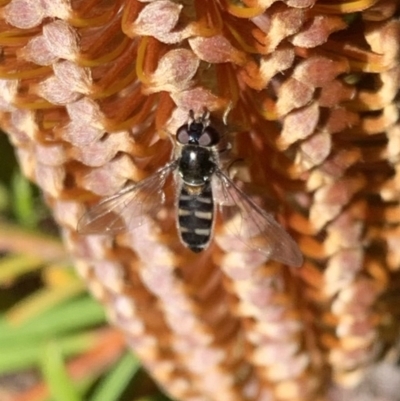 Syrphini (tribe) (Unidentified syrphine hover fly) at Murrumbateman, NSW - 21 Jul 2021 by SimoneC