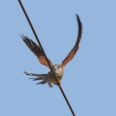 Falco cenchroides (Nankeen Kestrel) at Paddys River, ACT - 22 Jul 2021 by RodDeb