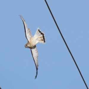 Falco cenchroides at Paddys River, ACT - 22 Jul 2021