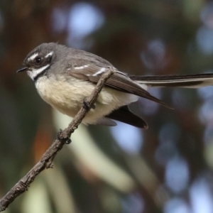 Rhipidura albiscapa at Paddys River, ACT - 22 Jul 2021 01:50 PM