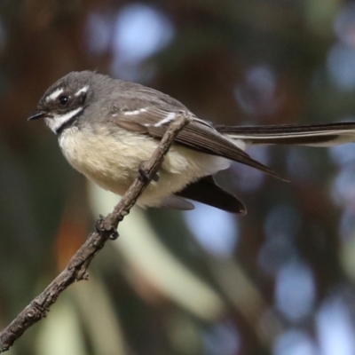 Rhipidura albiscapa (Grey Fantail) at Paddys River, ACT - 22 Jul 2021 by RodDeb