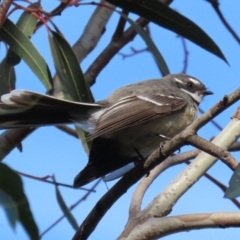 Rhipidura albiscapa at Paddys River, ACT - 22 Jul 2021 01:50 PM