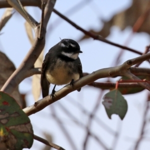 Rhipidura albiscapa at Paddys River, ACT - 22 Jul 2021 01:50 PM