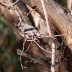 Rhipidura albiscapa at Paddys River, ACT - 22 Jul 2021 01:50 PM