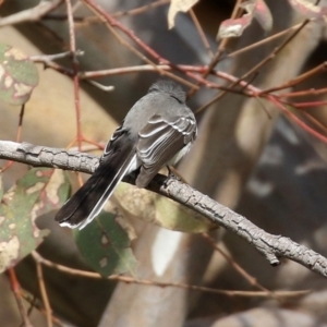 Rhipidura albiscapa at Paddys River, ACT - 22 Jul 2021 01:50 PM