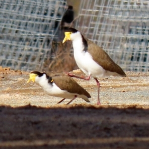 Vanellus miles at Tharwa, ACT - 22 Jul 2021