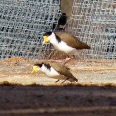 Vanellus miles at Tharwa, ACT - 22 Jul 2021