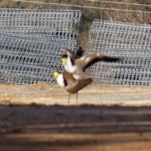 Vanellus miles at Tharwa, ACT - 22 Jul 2021 02:37 PM