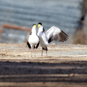 Vanellus miles at Tharwa, ACT - 22 Jul 2021