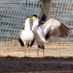 Vanellus miles at Tharwa, ACT - 22 Jul 2021 02:37 PM