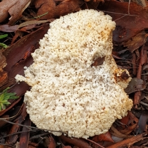 Laetiporus portentosus at Aranda, ACT - 19 Jul 2021