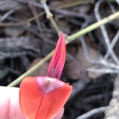 Kennedia rubicunda (Dusky Coral Pea) at Bingie, NSW - 3 Jul 2021 by MattFox