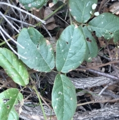 Kennedia rubicunda at Bingie, NSW - 3 Jul 2021