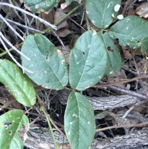 Kennedia rubicunda at Bingie, NSW - 3 Jul 2021