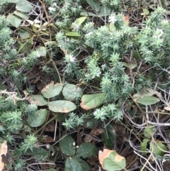 Kennedia rubicunda at Bingie, NSW - 3 Jul 2021