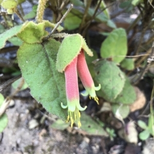 Correa reflexa at Rocky Hall, NSW - 25 Apr 2021