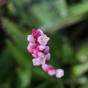 Persicaria decipiens at Rocky Hall, NSW - 25 Apr 2021