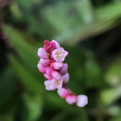 Persicaria decipiens (Slender Knotweed) at Rocky Hall, NSW - 25 Apr 2021 by MattFox