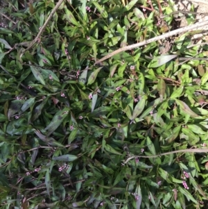 Persicaria decipiens at Rocky Hall, NSW - 25 Apr 2021