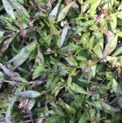 Persicaria decipiens at Rocky Hall, NSW - suppressed