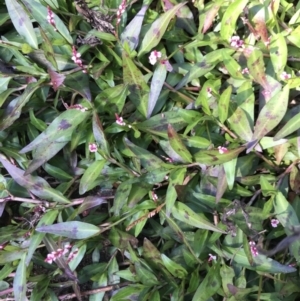 Persicaria decipiens at Rocky Hall, NSW - suppressed