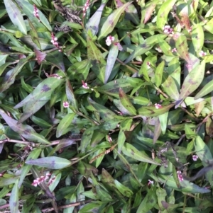 Persicaria decipiens at Rocky Hall, NSW - 25 Apr 2021