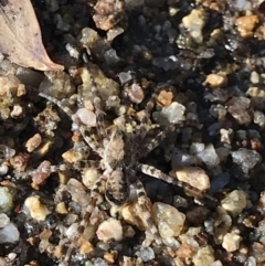 Unidentified Water spider (Pisauridae) (TBC) at Cathcart, NSW - 25 Apr 2021 by MattFox
