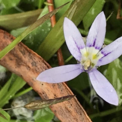 Isotoma fluviatilis subsp. australis (Swamp Isotome) at Black Mountain - 4 May 2021 by MattFox